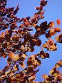 Autumn colour, Trevannah IMGP0321